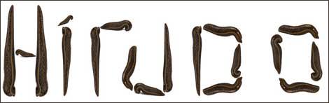 blutegeltherapie oberösterreich